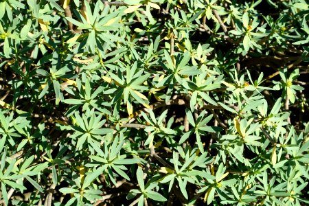 Euphorbia balsamifera - Jardín Botánico de Barcelona - Barcelona, Spain - DSC09079