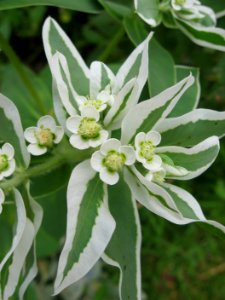 Euphorbia marginata, 2015-07-22, Beechview, 02