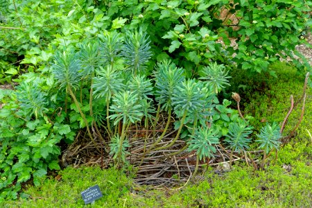 Euphorbia characias 'Black Pearl' - Hillier Gardens - Romsey, Hampshire, England - DSC04465