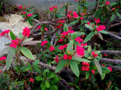 Euphorbia milii var. splendens - Kew Gardens