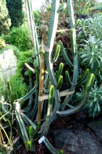 Euphorbia canariensis - Bergianska trädgården - Stockholm, Sweden - DSC00414