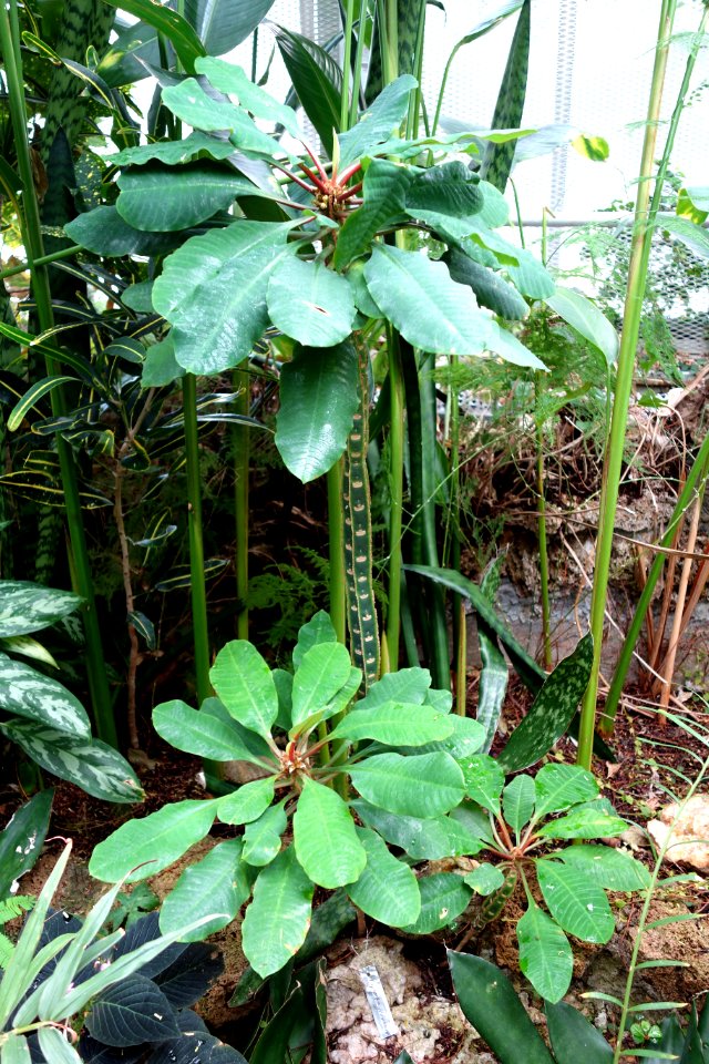 Euphorbia leuconeura - Krohn Conservatory - DSC03707