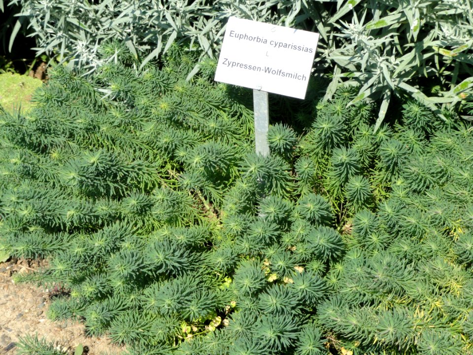 Euphorbia cyparissias - Botanischer Garten, Frankfurt am Main - DSC03173