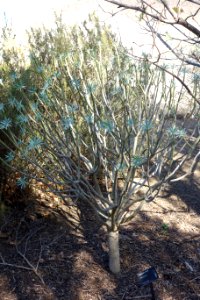 Euphorbia bourgeana (Euphorbia lambii) - Leaning Pine Arboretum - DSC05581