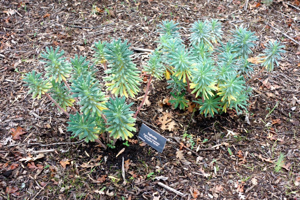 Euphorbia characias 'Portuguese Velvet' - McConnell Arboretum & Botanical Gardens - DSC02944