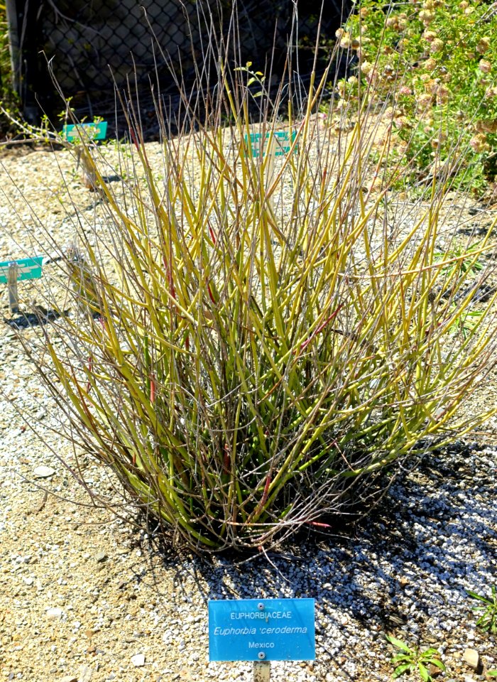 Euphorbia ceroderma - Mildred E. Mathias Botanical Garden - University of California, Los Angeles - DSC02921