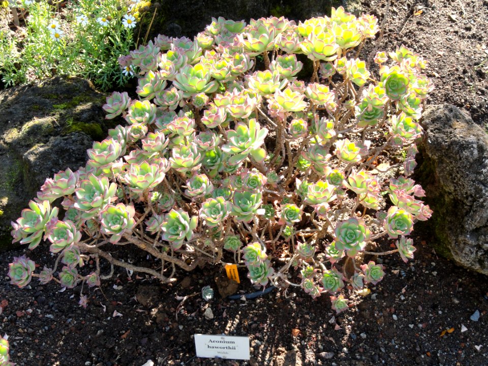 Euphorbia clava - Botanischer Garten, Frankfurt am Main - DSC02365
