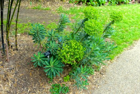 Euphorbia characias 'Humpty Dumpty' - Hillier Gardens - Romsey, Hampshire, England - DSC04479