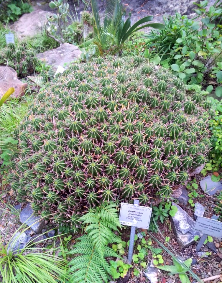 Euphorbia pulvinata - Pricky Heaps from Highveld South Africa
