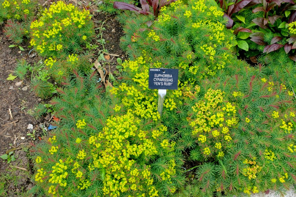 Euphorbia cyparissias 'Fen's Ruby' - Hillier Gardens - Romsey, Hampshire, England - DSC04569