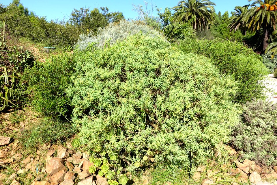 Euphorbia regis-jubae - Jardín Botánico de Barcelona - Barcelona, Spain - DSC09064
