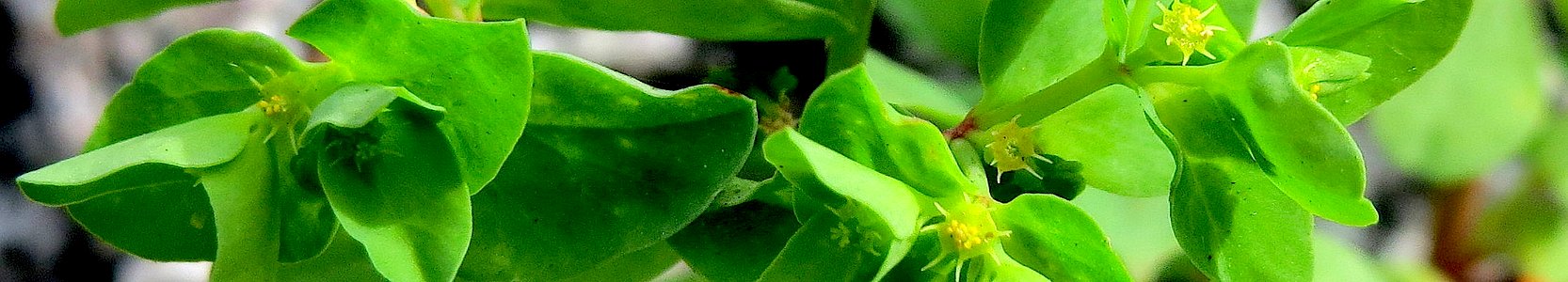 Euphorbia peplus. Reader