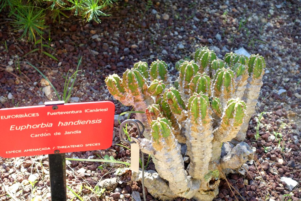 Euphorbia handiensis - Jardín Botánico de Barcelona - Barcelona, Spain - DSC09112