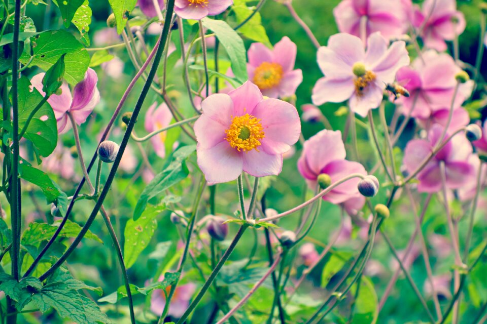 Pink flower petal garden