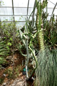 Euphorbia schimperi - Krohn Conservatory - DSC03549