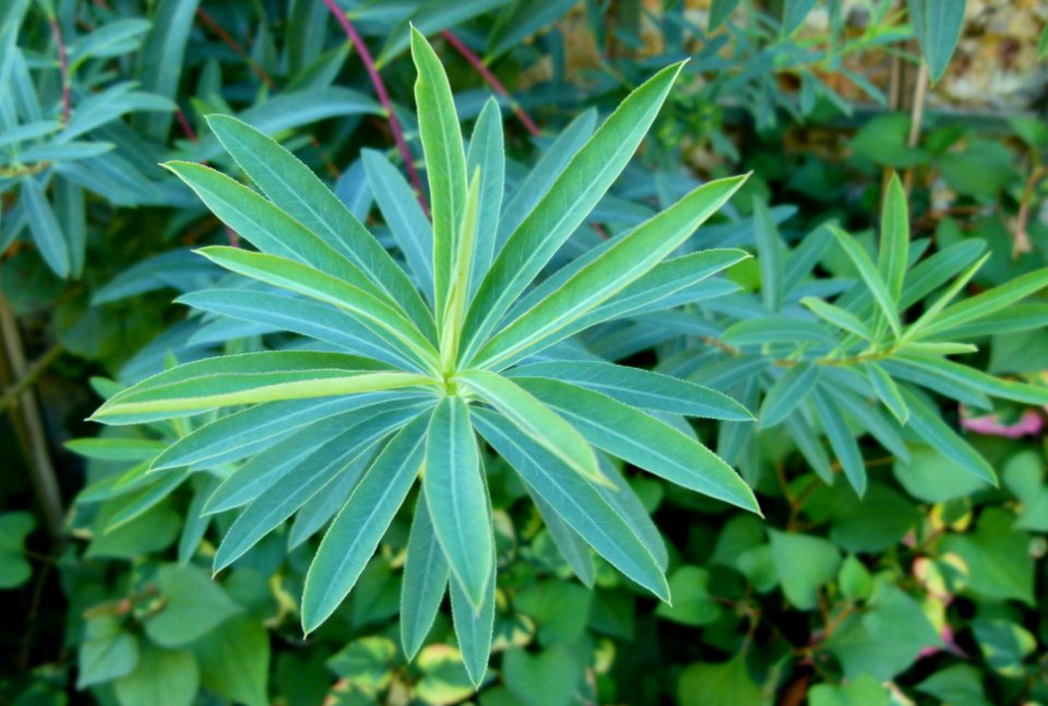 Euphorbia aux Jardins de Bagatelle