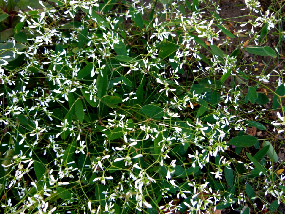 Euphorbia Diamond Frost