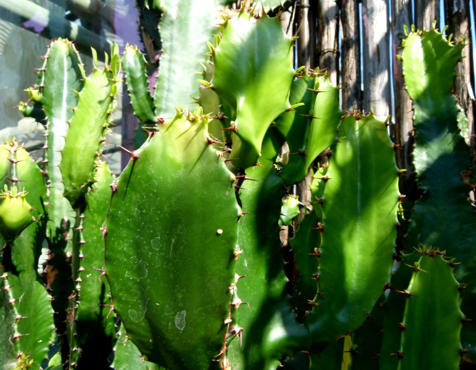 Euphorbia triangularis serres du Jardin du Luxembourg