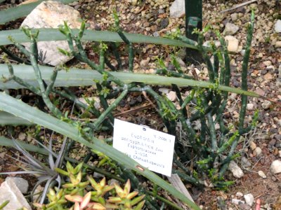 Euphorbia antisyphilitica - Palmengarten Frankfurt - DSC01732