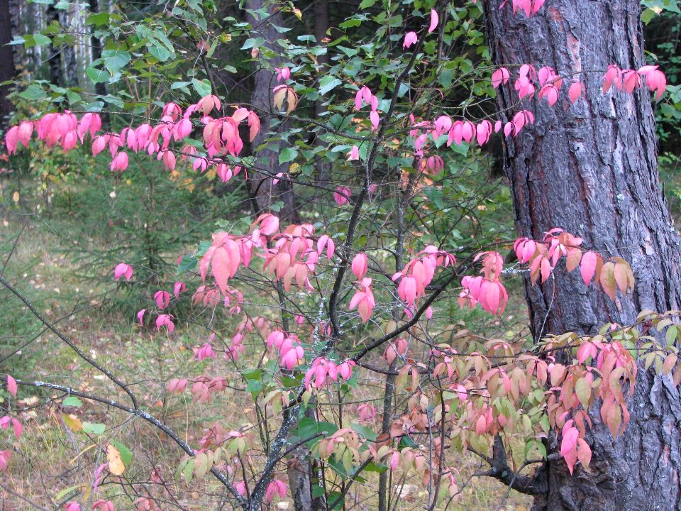 Euonymus verrucosus 9152
