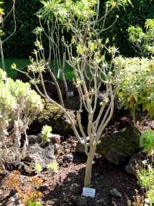 Euphorbia berthelotii - Botanischer Garten, Frankfurt am Main - DSC02374