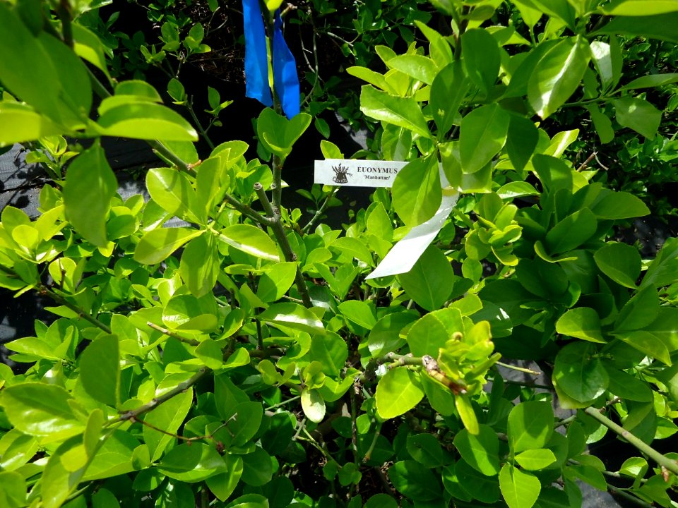 Euonymus plants growing in New Jersey in April