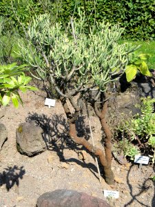 Euphorbia aphylla - Botanischer Garten, Frankfurt am Main - DSC03162