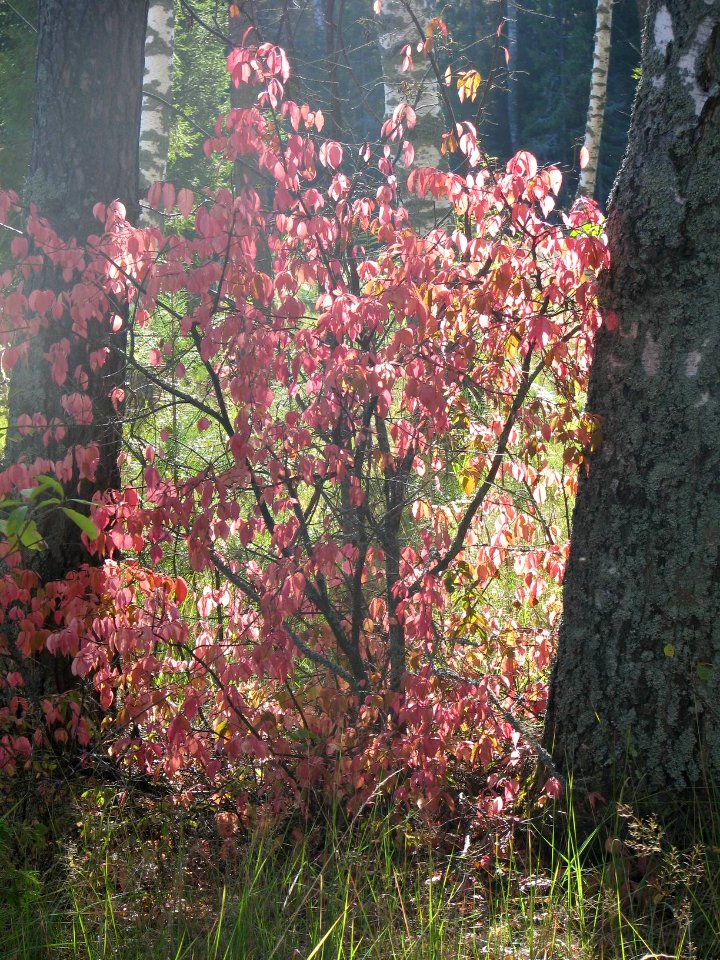Euonymus verrucosus 7130