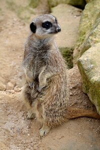 Wildlife nature fur
