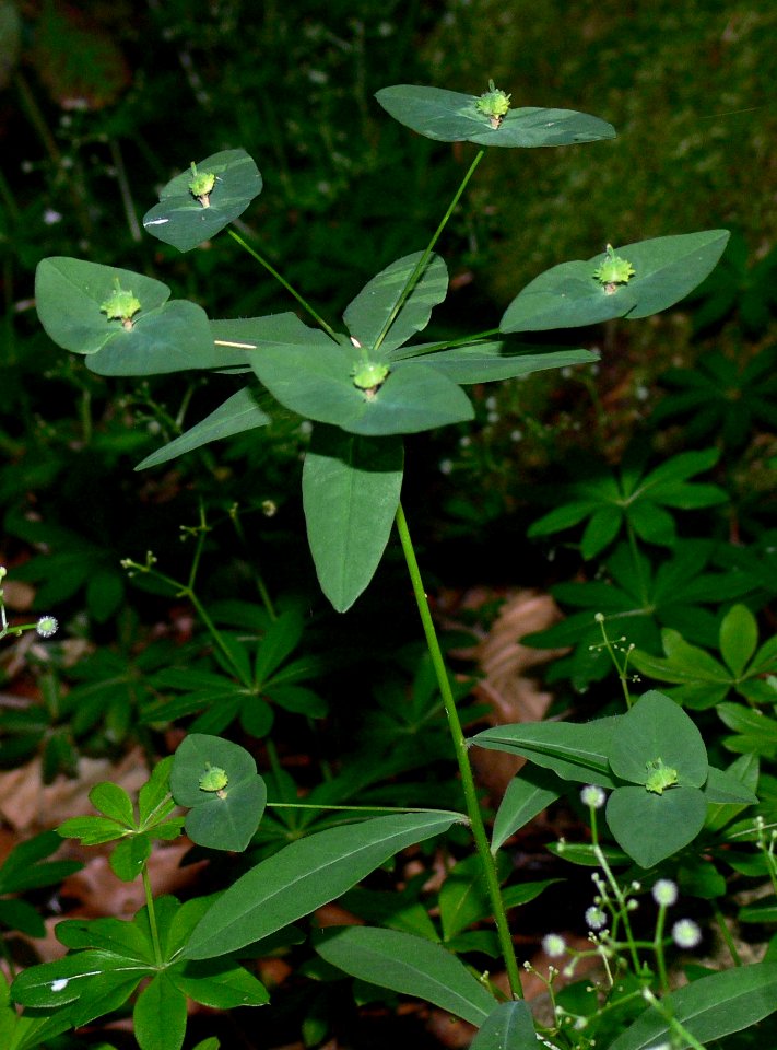 Euphorbia dulcis IP0705018