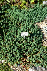 Euphorbia capitulata - Bergianska trädgården - Stockholm, Sweden - DSC00533