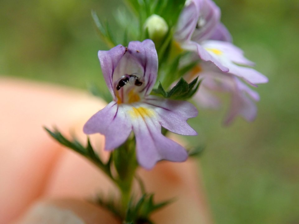 Euphrasia nemorosa flower (24)