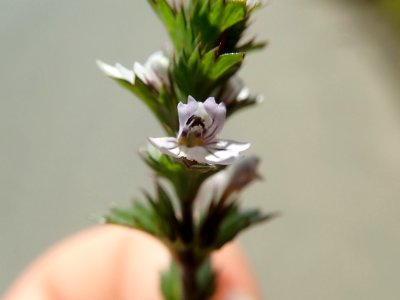 Euphrasia nemorosa flower (15)