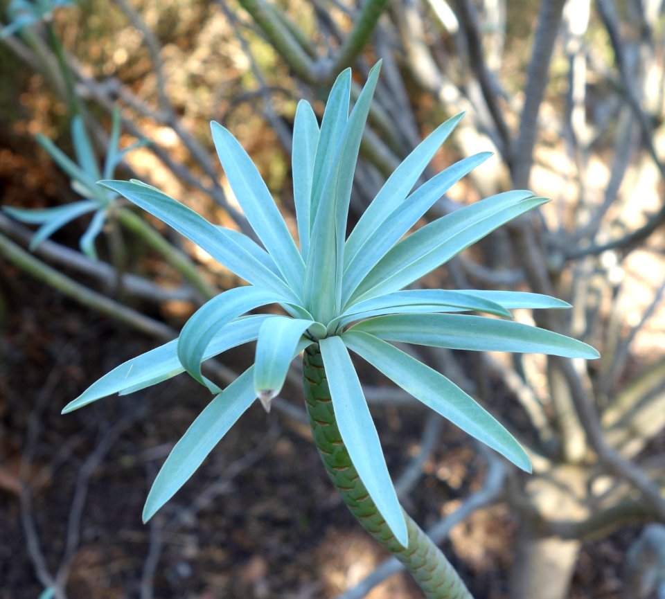 Euphorbia bourgeana (Euphorbia lambii) - Leaning Pine Arboretum - DSC05582