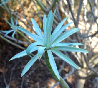Euphorbia bourgeana (Euphorbia lambii) - Leaning Pine Arboretum - DSC05582