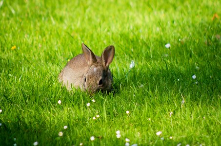 Nature fur animal