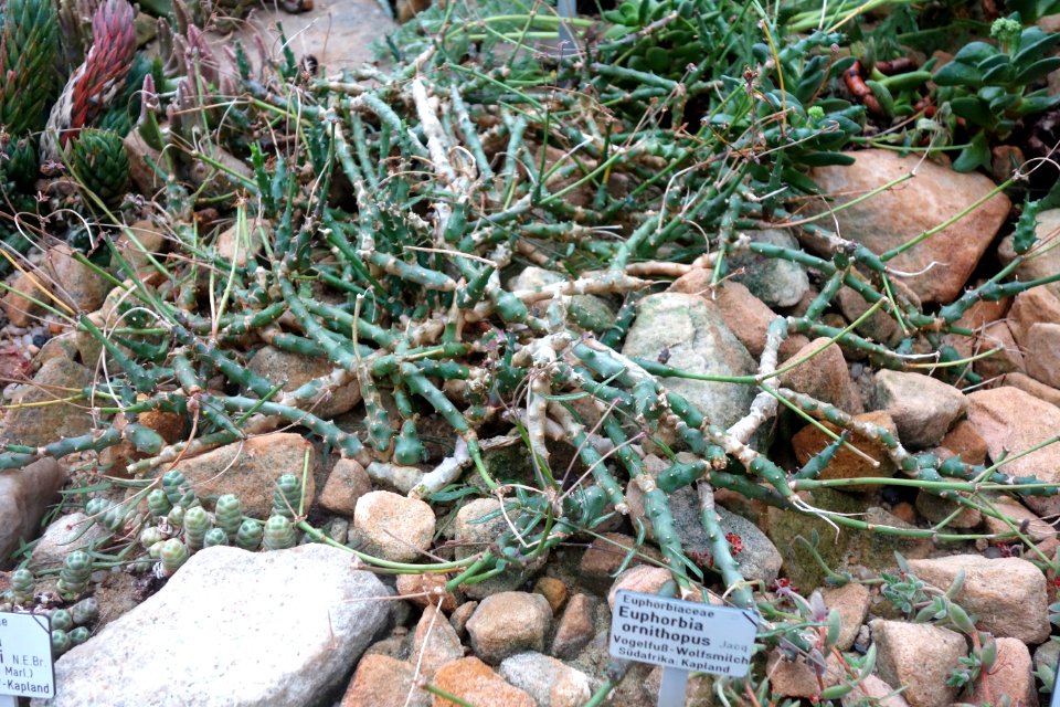 Euphorbia ornithopus - Botanischer Garten, Dresden, Germany - DSC08801