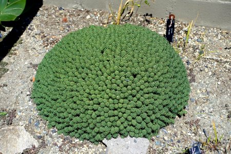Euphorbia clavarioides - UBC Botanical Garden - Vancouver, Canada - DSC08323
