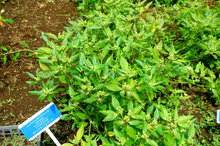 Euphorbia corollata (Euphorbia heterophylla) - Urban Greening Botanical Garden - Kiba Park - Koto, Tokyo, Japan - DSC05372