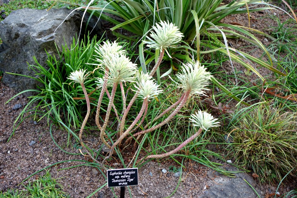 Euphorbia characias subsp. wulfenii 'Tasmanian Tiger' - Mendocino Coast Botanical Gardens - DSC02323