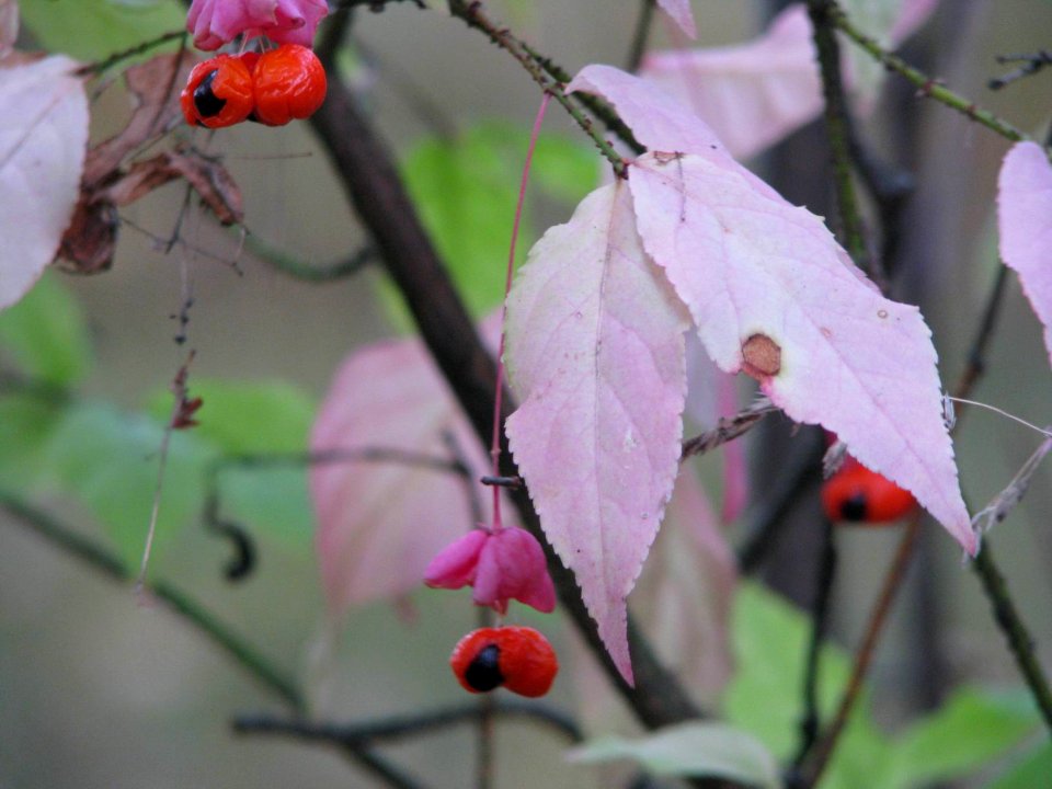 Euonymus verrucosus 9155