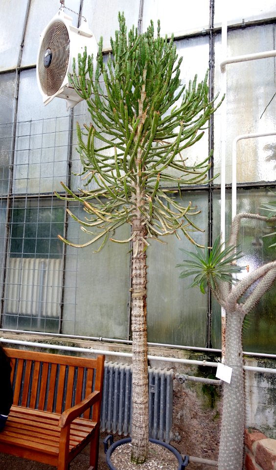Euphorbia ramipressa - Botanischer Garten - Heidelberg, Germany - DSC01379