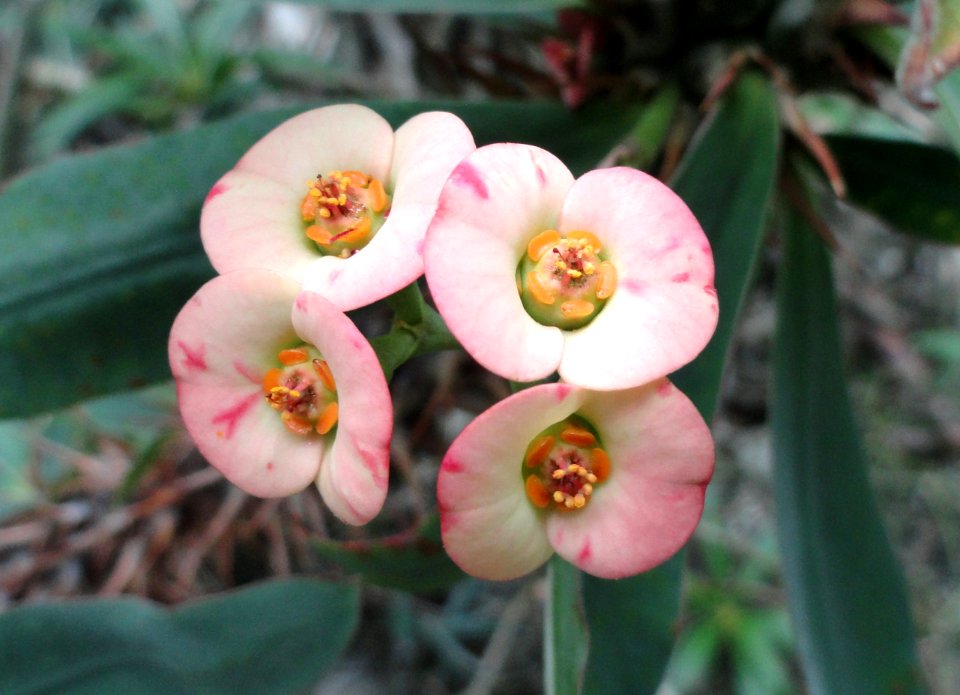 Euphorbia didiereoides - Palmengarten Frankfurt - DSC01671