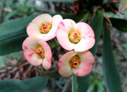 Euphorbia didiereoides - Palmengarten Frankfurt - DSC01671