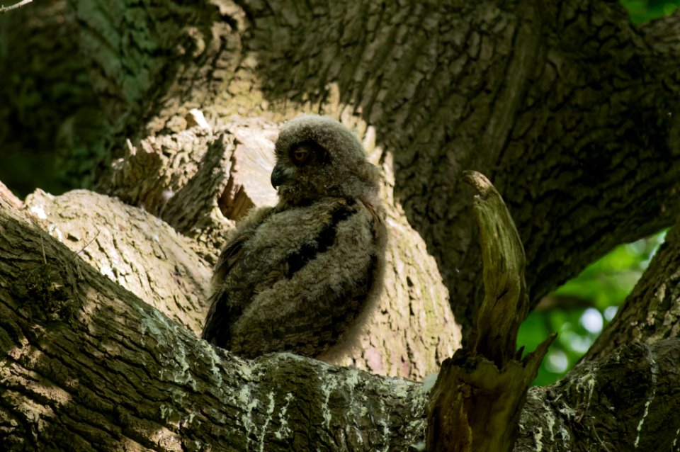 Eurasian eagle-owl (Bubo bubo), chick