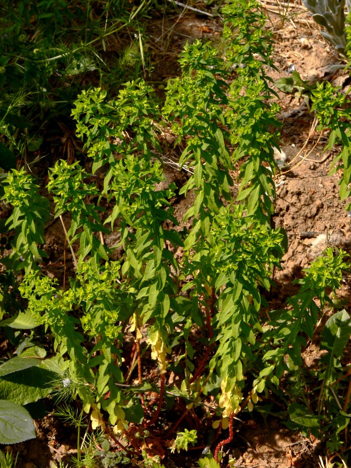 Euphorbia platyphyllos IP1105059