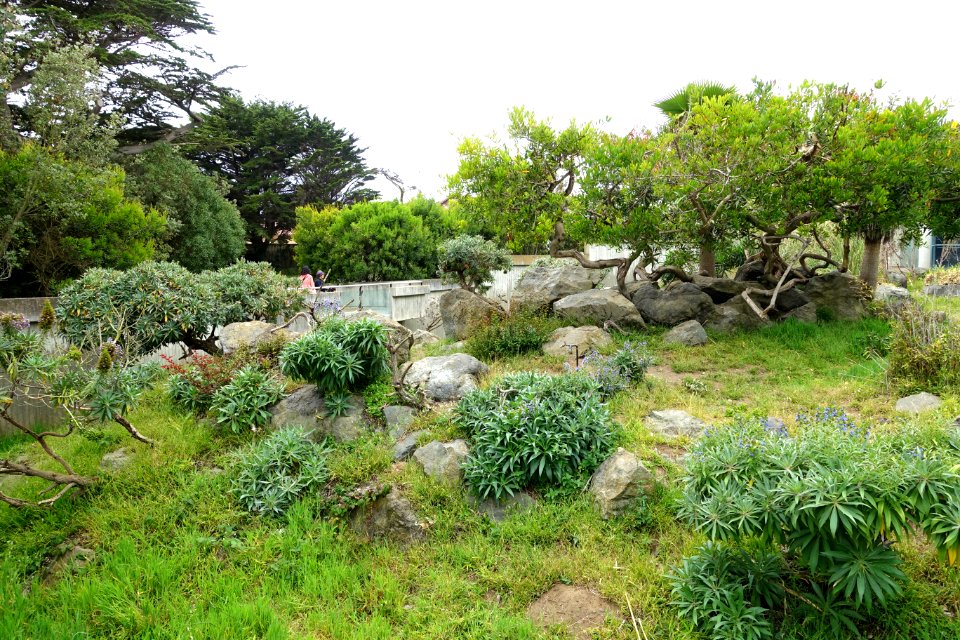 Erythrocebus patas habitat - San Francisco Zoo - San Francisco, CA - DSC03829