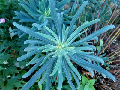 Euphorbia aux Jardins de Bagatelle 3
