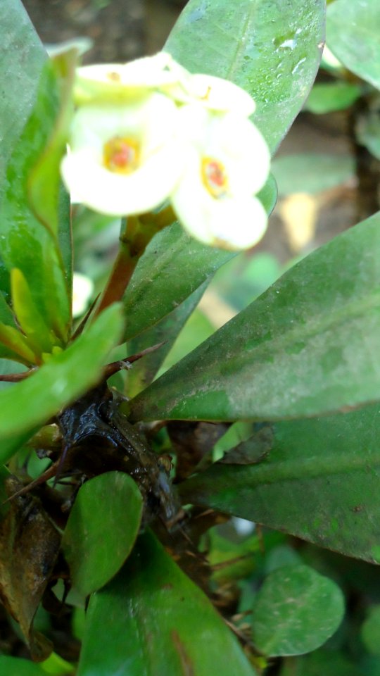 Euphorbia milii (Crown of Thorns)