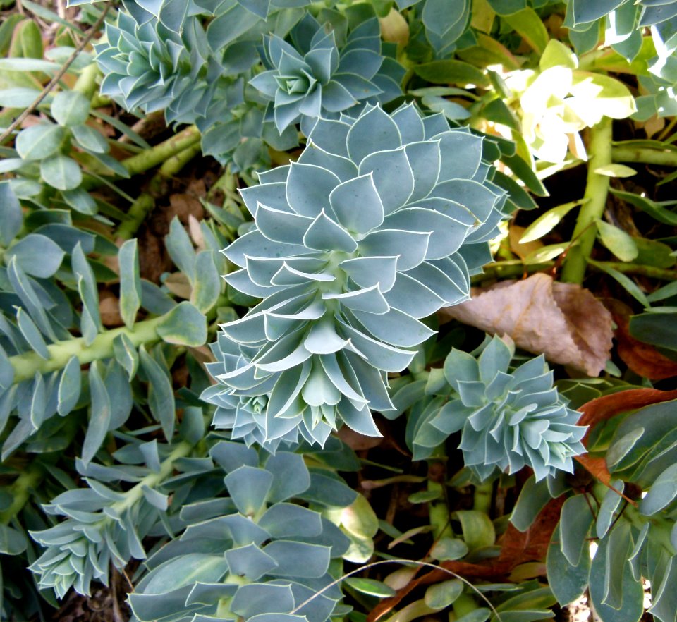 Euphorbia myrsinites Parc floral 2